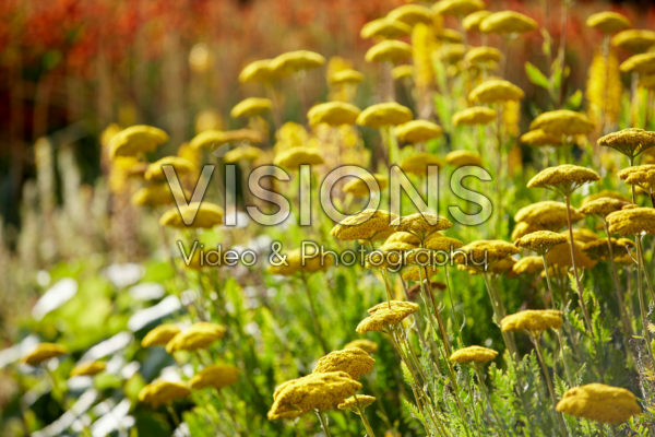 Achillea filipendulina Gold Plate Achillea filipendulina Gold Plate