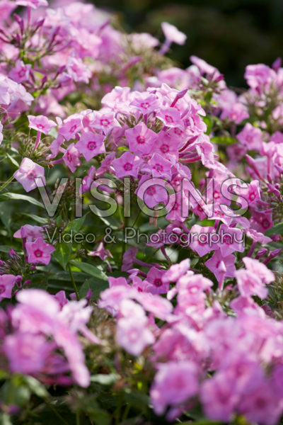 Phlox Lavendelwolke Phlox Lavendelwolke
