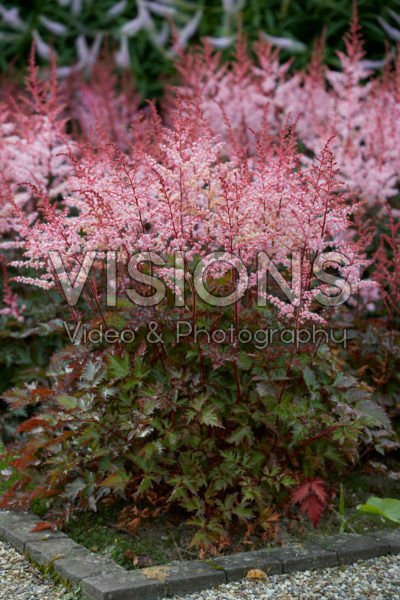 Astilbe Astilbe