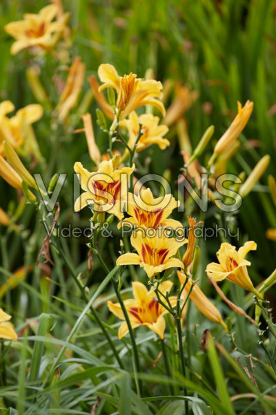 Hemerocallis Hemerocallis
