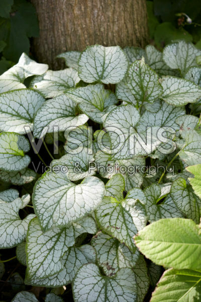 Brunnera macrophylla Jack Frost Brunnera macrophylla Jack Frost