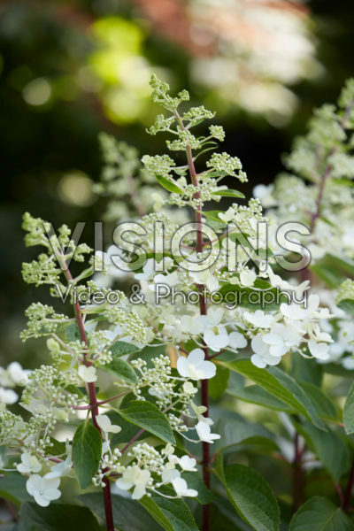 Hydrangea paniculata Hydrangea paniculata