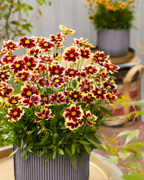 Coreopsis 1904 Coreopsis 1904