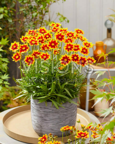 Coreopsis 1902 Coreopsis 1902