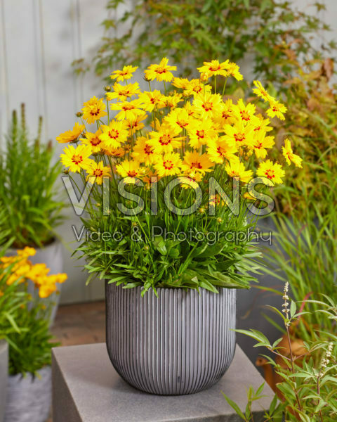 Coreopsis grandiflora Solar Mellow Coreopsis grandiflora Solar Mellow