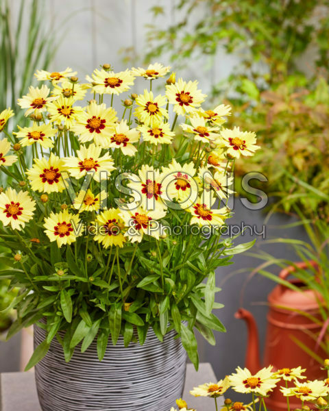 Coreopsis grandiflora Solar Moon Coreopsis grandiflora Solar Moon