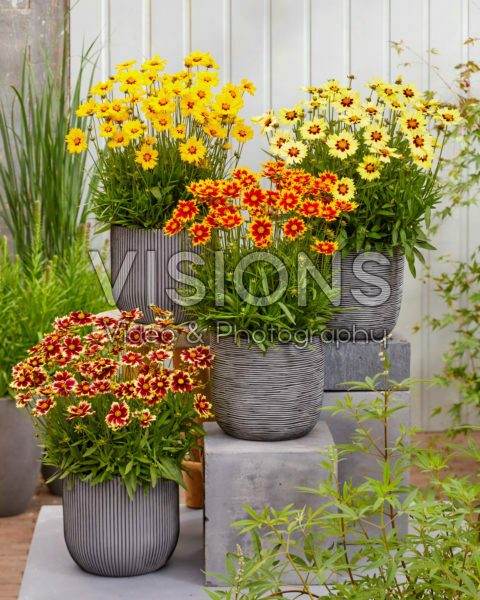 Coreopsis Solar collection Coreopsis Solar collection