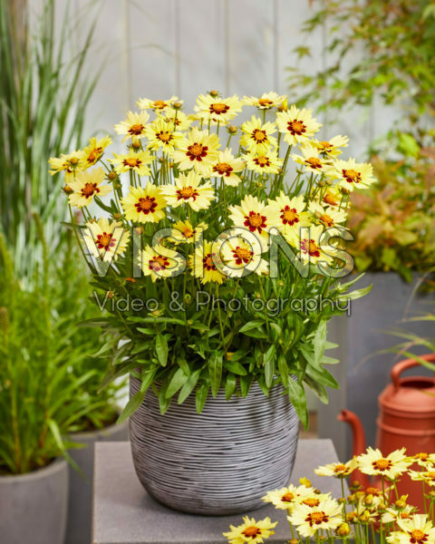 Coreopsis grandiflora Solar Moon Coreopsis grandiflora Solar Moon