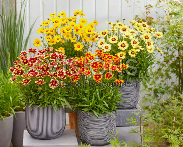 Coreopsis Solar collectie Coreopsis Solar collectie