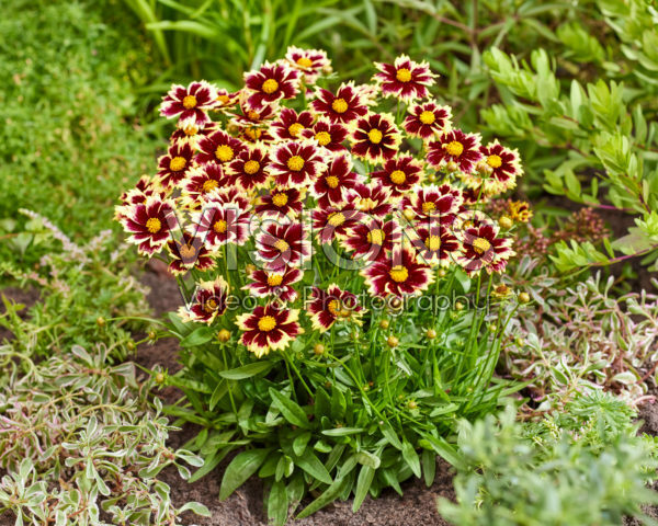 Coreopsis grandiflora Solar Fancy Coreopsis grandiflora Solar Fancy