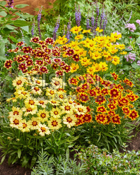 Coreopsis collection