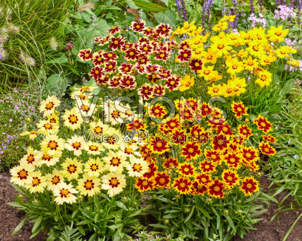 Coreopsis Solar collection