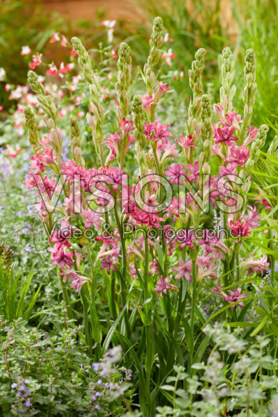 Polianthes NCYU CHERRY Polianthes NCYU CHERRY