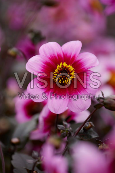 Dahlia Wishes and Dreams Dahlia Wishes and Dreams