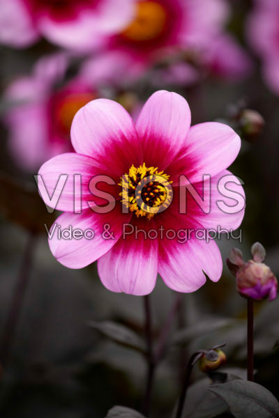 Dahlia Wishes and Dreams Dahlia Wishes and Dreams