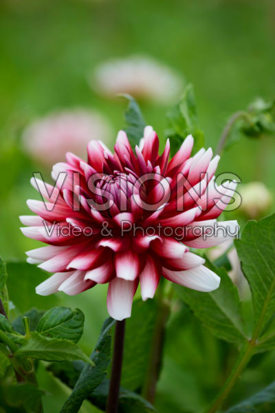 Dahlia Jowey Morris Dahlia Jowey Morris