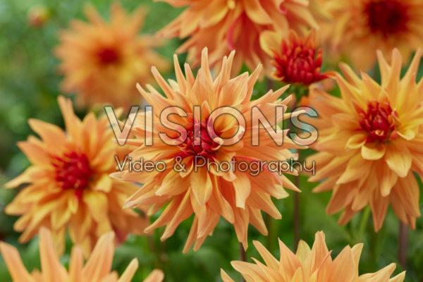 Dahlia French Cancan Dahlia French Cancan