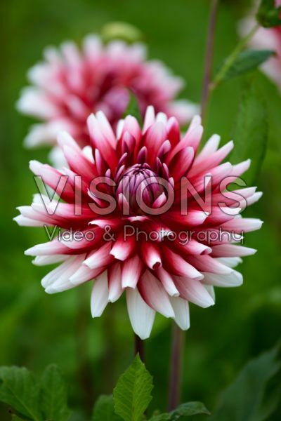 Dahlia Jowey Morris Dahlia Jowey Morris