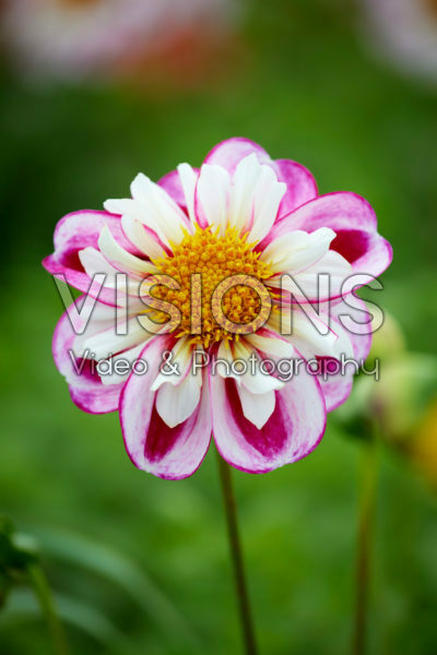 Dahlia nr 38 Dahlia nr 38