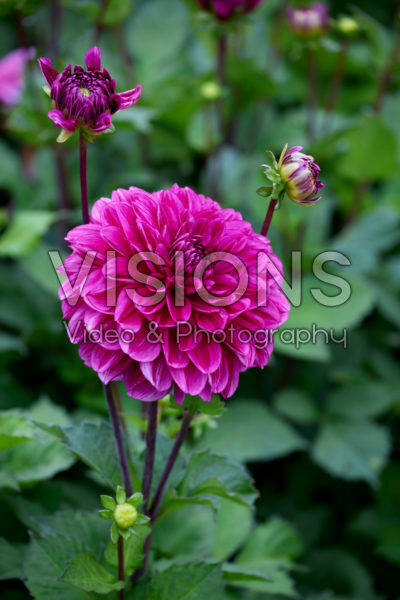 Dahlia Cantiflora Dahlia Cantiflora