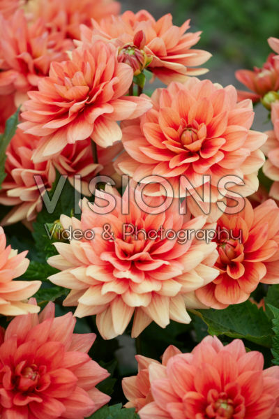 Dahlia Berliner Orange Dahlia Berliner Orange