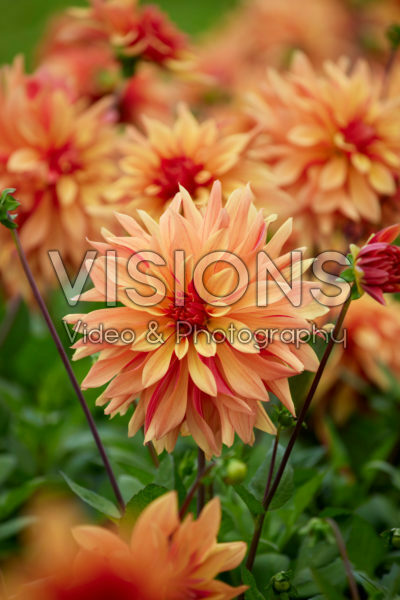 Dahlia French Cancan Dahlia French Cancan