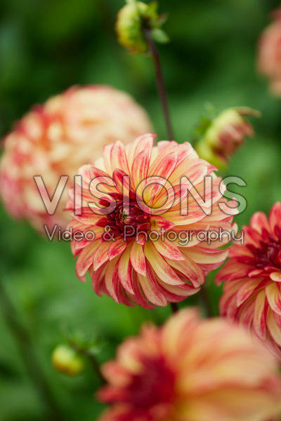 Dahlia Nicholas Dahlia Nicholas