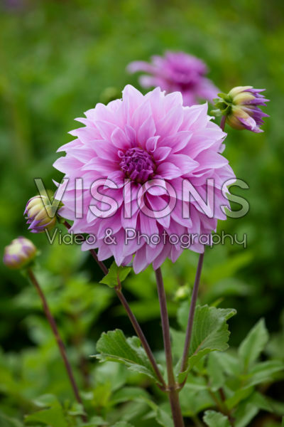 Dahlia Vassio Meggos Dahlia Vassio Meggos
