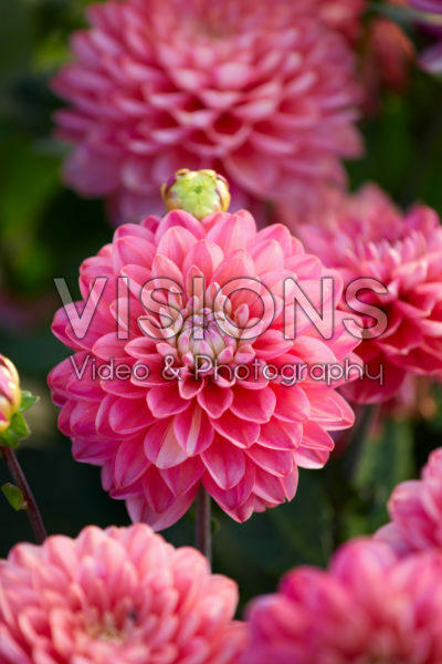 Dahlia Melody Pink Allegro® Dahlia Melody Pink Allegro®