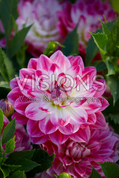 Dahlia tweekleurig Dahlia tweekleurig