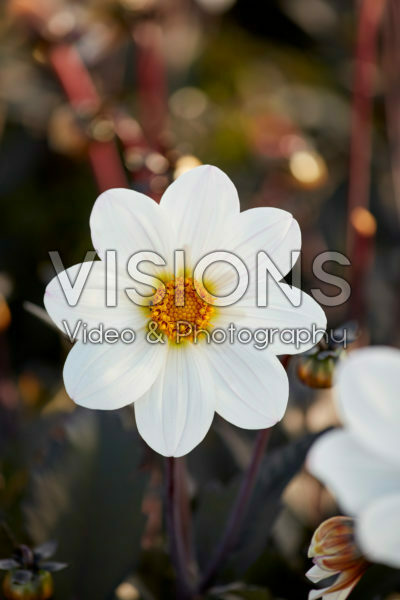 Dahlia Dahlegria® White Dahlia Dahlegria® White