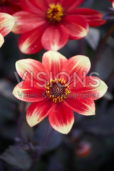 Dahlegria Bicolore Dahlgr128 Dahlegria Bicolore Dahlgr128