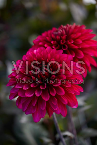 Dahlia Purple Flame Dahlia Purple Flame