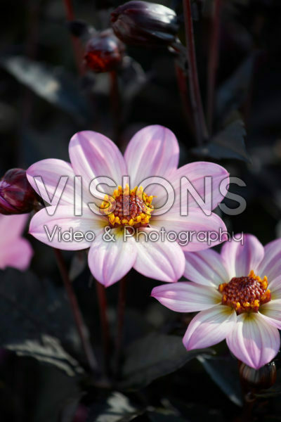 Dahlia Happy Days PinkĀ® Dahlia Happy Days PinkĀ®