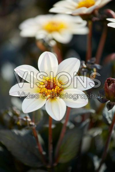 Dahlia Happy Days Cream White® Dahlia Happy Days Cream White®