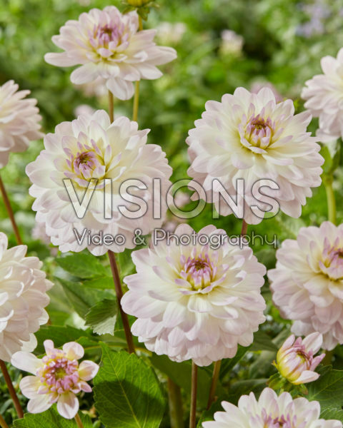 Dahlia VW 1-2021-A Dahlia VW 1-2021-A
