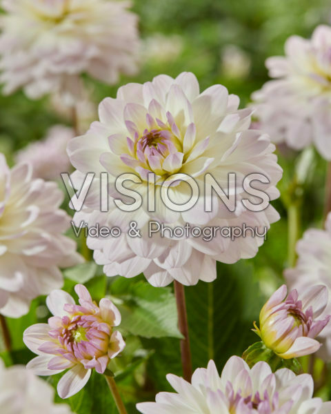Decorative dahlia bicolour Decorative dahlia bicolour