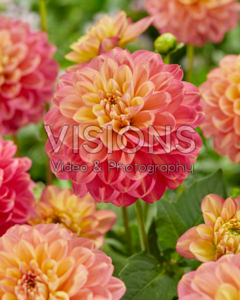 Dahlia Milena F Dahlia Milena F