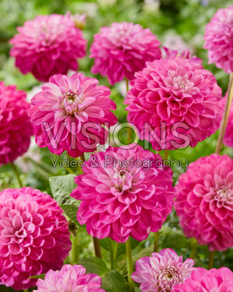 Dahlia Meva Dahlia Meva