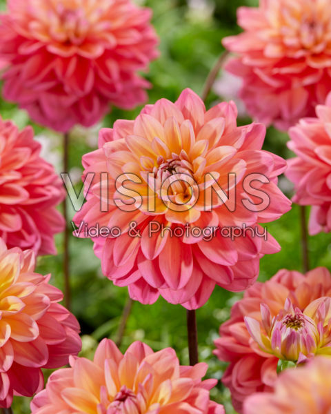 Dahlia Great Silence Dahlia Great Silence