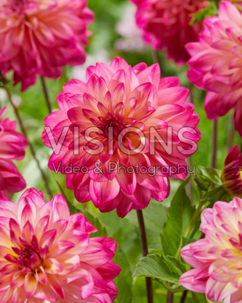 Dahlia Loe’s Dahlia Loe’s