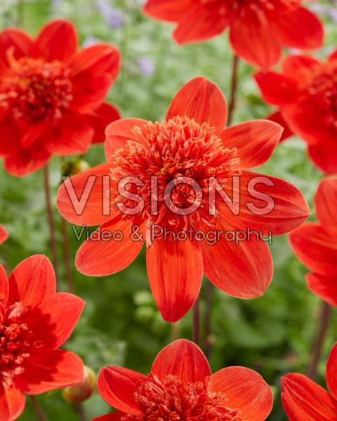 Anemone flowered Dahlia red Anemone flowered Dahlia red