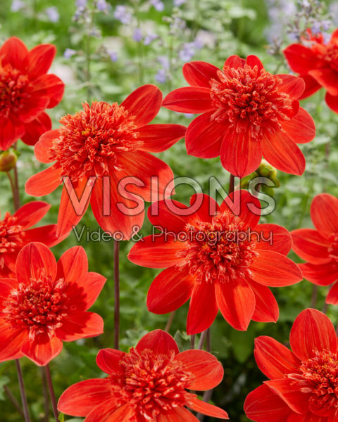 Anemone flowered Dahlia red Anemone flowered Dahlia red
