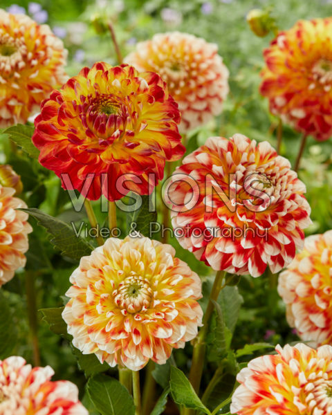 Dahlia Jowey Fantasy Dahlia Jowey Fantasy