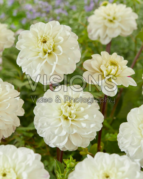 Dahlia Free Thought Dahlia Free Thought
