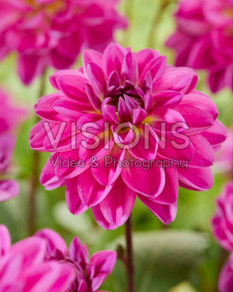 Dahlia Pacific wit lila Dahlia Pacific wit lila