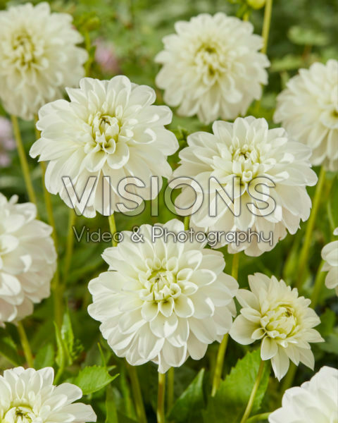 Dahlia Big Hailstone Dahlia Big Hailstone
