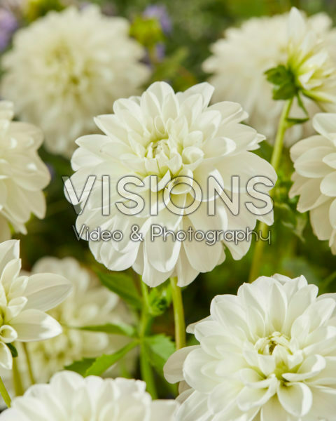 Dahlia Big Hailstone Dahlia Big Hailstone
