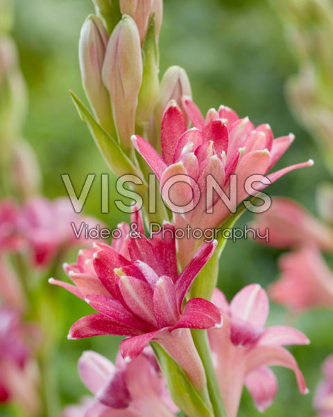 Polianthes NCYU CHERRY Polianthes NCYU CHERRY