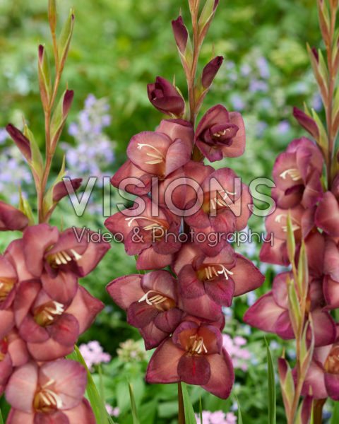 Gladiolus Marle 0367901 Gladiolus Marle 0367901